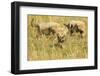 Three Cheetah Cubs Playing in the Grass in the Masai Mara-Joe McDonald-Framed Photographic Print