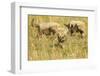 Three Cheetah Cubs Playing in the Grass in the Masai Mara-Joe McDonald-Framed Photographic Print