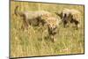 Three Cheetah Cubs Playing in the Grass in the Masai Mara-Joe McDonald-Mounted Photographic Print