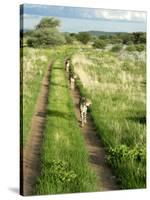 Three Cheetahs Along Path in Etosha National Park, Namibia, Africa-Peter Groenendijk-Stretched Canvas