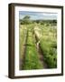 Three Cheetahs Along Path in Etosha National Park, Namibia, Africa-Peter Groenendijk-Framed Photographic Print