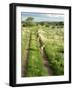 Three Cheetahs Along Path in Etosha National Park, Namibia, Africa-Peter Groenendijk-Framed Photographic Print