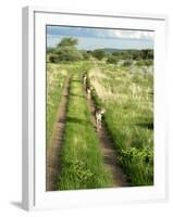 Three Cheetahs Along Path in Etosha National Park, Namibia, Africa-Peter Groenendijk-Framed Photographic Print