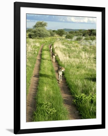 Three Cheetahs Along Path in Etosha National Park, Namibia, Africa-Peter Groenendijk-Framed Photographic Print