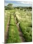 Three Cheetahs Along Path in Etosha National Park, Namibia, Africa-Peter Groenendijk-Mounted Photographic Print