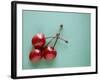 Three Cherries on a Green Background-Karen M^ Romanko-Framed Photographic Print