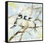 Three Chickadees in Spring Sq-Katrina Pete-Framed Stretched Canvas