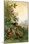 Three Chicks Ponder a Snail-A. Hochstein-Mounted Art Print