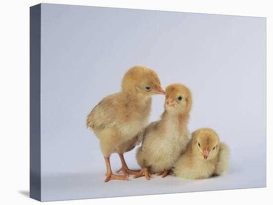 Three Chicks-DLILLC-Stretched Canvas