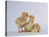 Three Chicks-DLILLC-Stretched Canvas