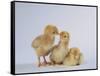 Three Chicks-DLILLC-Framed Stretched Canvas
