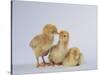 Three Chicks-DLILLC-Stretched Canvas