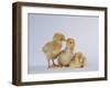 Three Chicks-DLILLC-Framed Premium Photographic Print