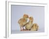 Three Chicks-DLILLC-Framed Photographic Print