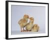 Three Chicks-DLILLC-Framed Photographic Print