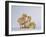 Three Chicks-DLILLC-Framed Photographic Print