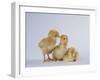 Three Chicks-DLILLC-Framed Photographic Print