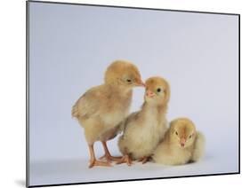 Three Chicks-DLILLC-Mounted Photographic Print