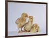 Three Chicks-DLILLC-Framed Photographic Print