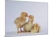 Three Chicks-DLILLC-Mounted Photographic Print