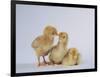 Three Chicks-DLILLC-Framed Photographic Print