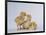 Three Chicks-DLILLC-Framed Photographic Print