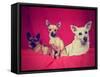 Three Chihuahuas Posing on a Blanket-graphicphoto-Framed Stretched Canvas