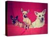 Three Chihuahuas Posing on a Blanket-graphicphoto-Stretched Canvas