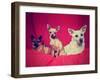 Three Chihuahuas Posing on a Blanket-graphicphoto-Framed Photographic Print