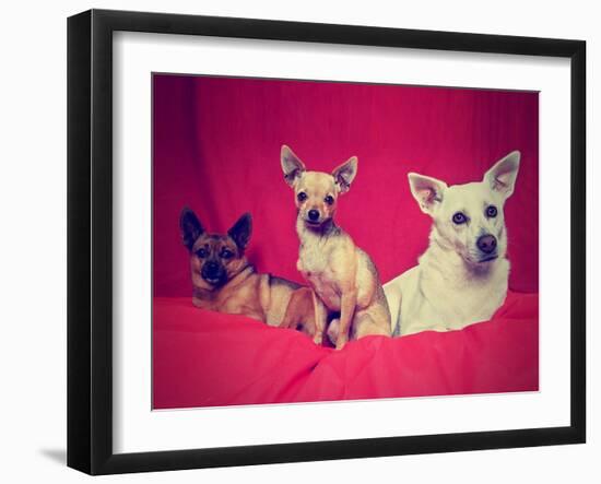 Three Chihuahuas Posing on a Blanket-graphicphoto-Framed Photographic Print
