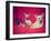 Three Chihuahuas Posing on a Blanket-graphicphoto-Framed Photographic Print