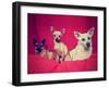 Three Chihuahuas Posing on a Blanket-graphicphoto-Framed Photographic Print