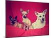 Three Chihuahuas Posing on a Blanket-graphicphoto-Mounted Photographic Print