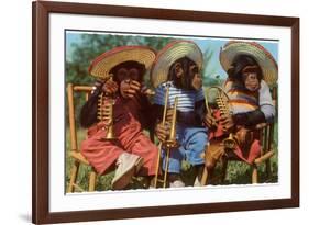 Three Chimpanzees with Brass Instruments and Hats-null-Framed Premium Giclee Print