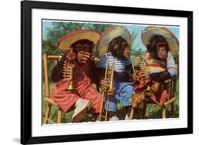 Three Chimpanzees with Brass Instruments and Hats-null-Framed Premium Giclee Print