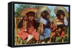 Three Chimpanzees with Brass Instruments and Hats-null-Framed Stretched Canvas