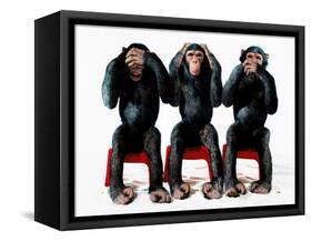 Three chimpanzees-Holger Scheibe-Framed Stretched Canvas