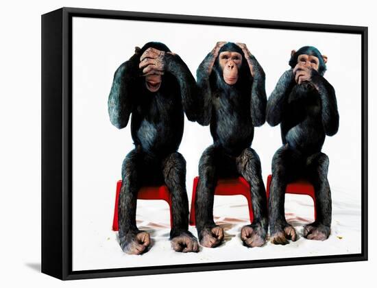 Three chimpanzees-Holger Scheibe-Framed Stretched Canvas