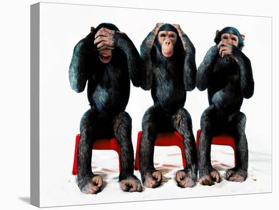 Three chimpanzees-Holger Scheibe-Stretched Canvas