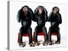 Three chimpanzees-Holger Scheibe-Stretched Canvas