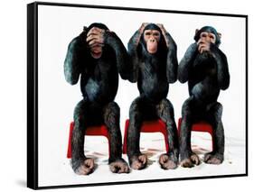 Three chimpanzees-Holger Scheibe-Framed Stretched Canvas