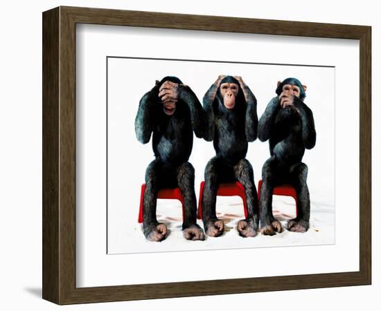 Three chimpanzees-Holger Scheibe-Framed Photographic Print