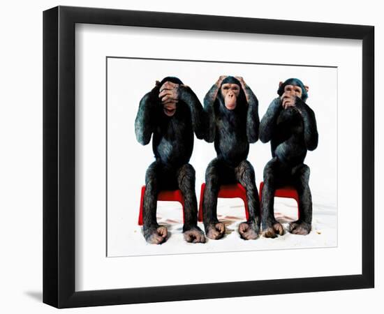 Three chimpanzees-Holger Scheibe-Framed Photographic Print