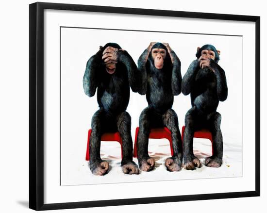 Three chimpanzees-Holger Scheibe-Framed Photographic Print