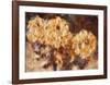 Three Chrysanthemums in a Vase-Christian Rohlfs-Framed Collectable Print