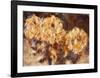 Three Chrysanthemums in a Vase-Christian Rohlfs-Framed Collectable Print