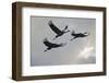 Three Common Cranes (Grus Grus) in Flight, Brandenburg, Germany, October 2008-Florian Möllers-Framed Photographic Print