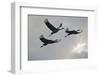 Three Common Cranes (Grus Grus) in Flight, Brandenburg, Germany, October 2008-Florian Möllers-Framed Photographic Print