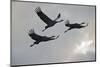 Three Common Cranes (Grus Grus) in Flight, Brandenburg, Germany, October 2008-Florian Möllers-Mounted Photographic Print