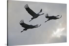 Three Common Cranes (Grus Grus) in Flight, Brandenburg, Germany, October 2008-Florian Möllers-Stretched Canvas